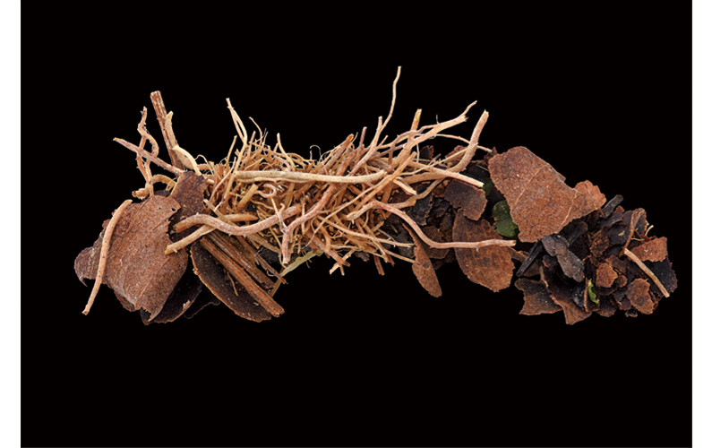 Kenji Kohiyama "Caddisfly Nest"