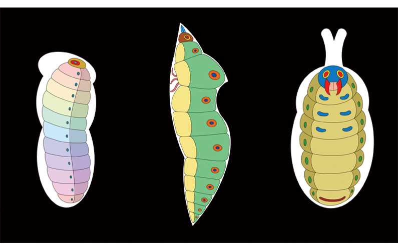 Mirai Mizue "inside the cocoon " (work in progress image)