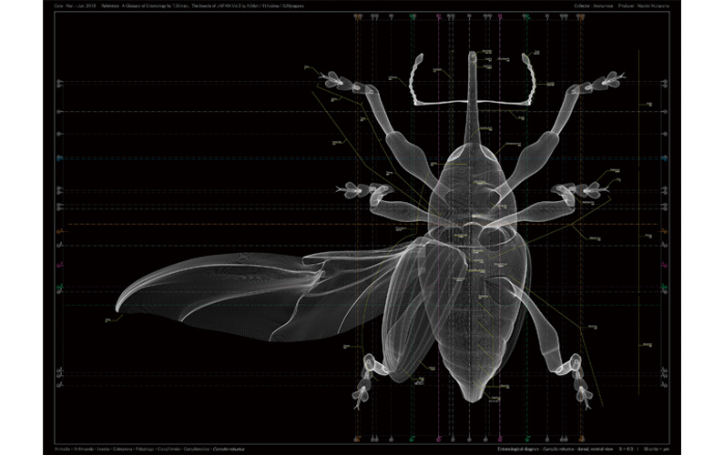 Macoto Murayama "Curculio robustus - dorsal, ventral view " (work in progress image)